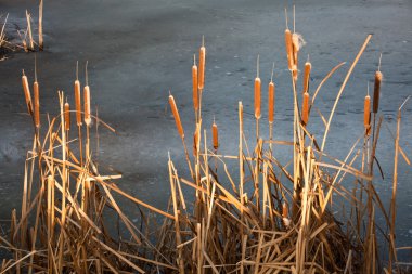 Bulrush clipart