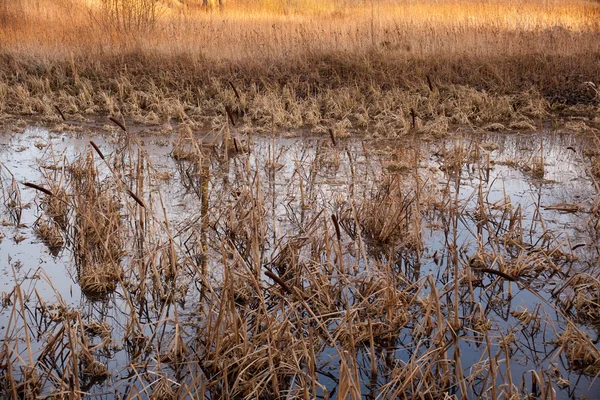 Våtmarker efter vintern — Stockfoto