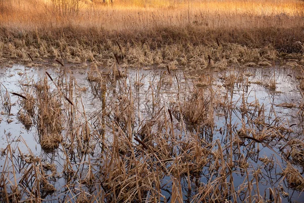 Humedales después del invierno — Foto de Stock