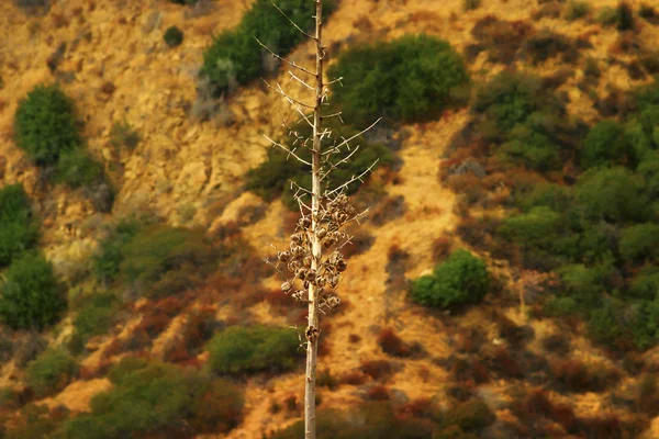Photo of bare tree in desert — Stock Photo, Image