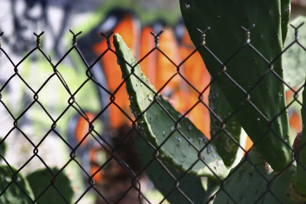 stock image Photo of fence with cactus and graffiti