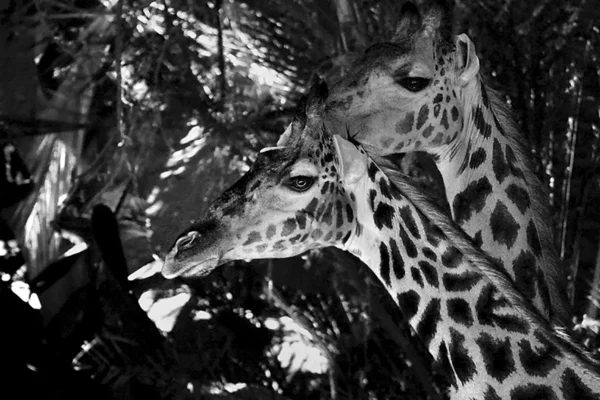 Foto de girafas — Fotografia de Stock