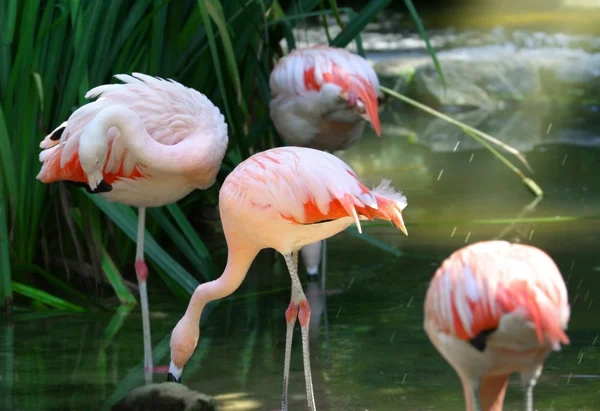 stock image Flamingos