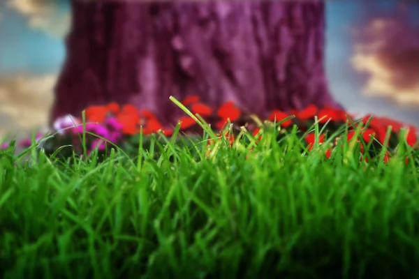 Tronco d'albero viola con erba — Foto Stock