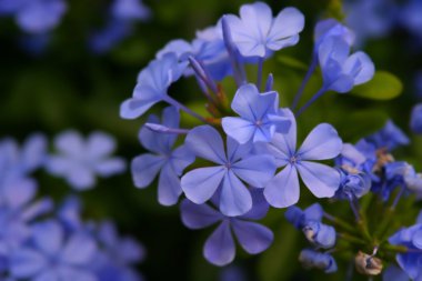 mavi çiçekler