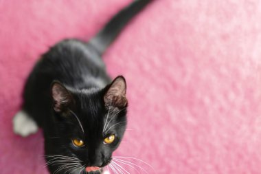 Black kitty on pink carpet clipart