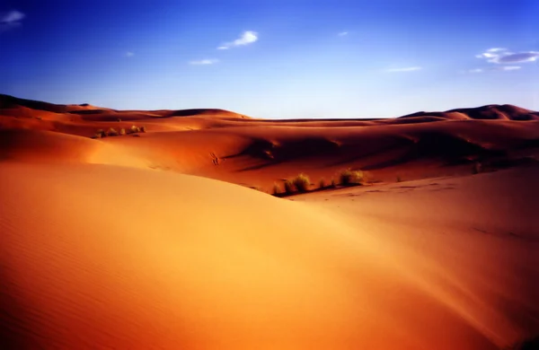 Afrikai sivatagban — Stock Fotó