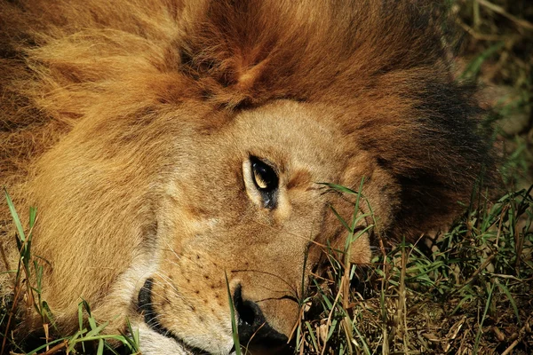 Leijona lähikuva — kuvapankkivalokuva
