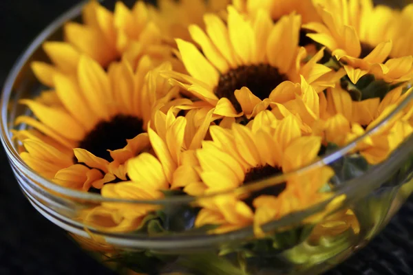Sunflowers in bowl — Stock Photo, Image