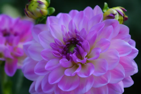 stock image Purple flowers