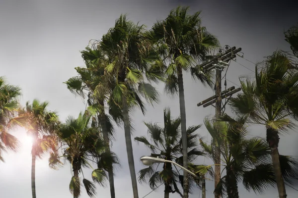 폭풍과 팜 나무 — 스톡 사진