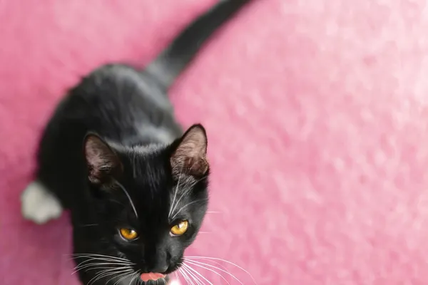 Black kitty on pink carpet — Stock Photo, Image