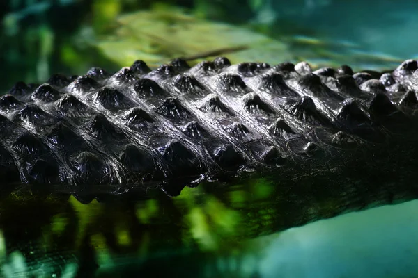 Detalle de cerca de cocodrilo espalda — Foto de Stock