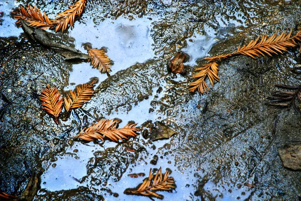 잎의 물 웅덩이에서 — 스톡 사진