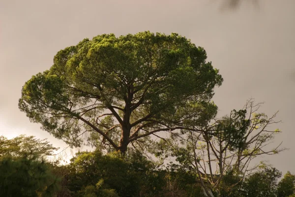 Одиночне дерево — стокове фото