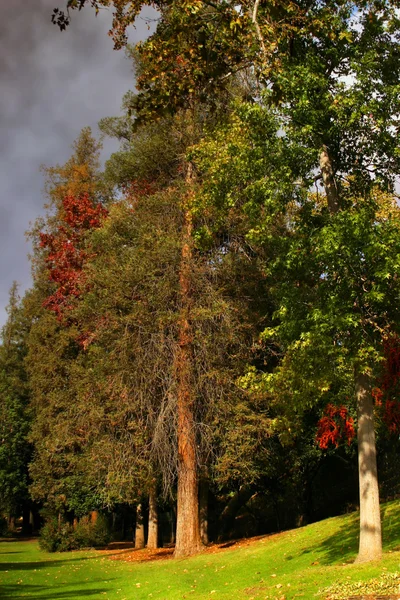 Copaci inalti — Fotografie, imagine de stoc