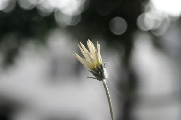 Enkelvoudige bloem — Stockfoto
