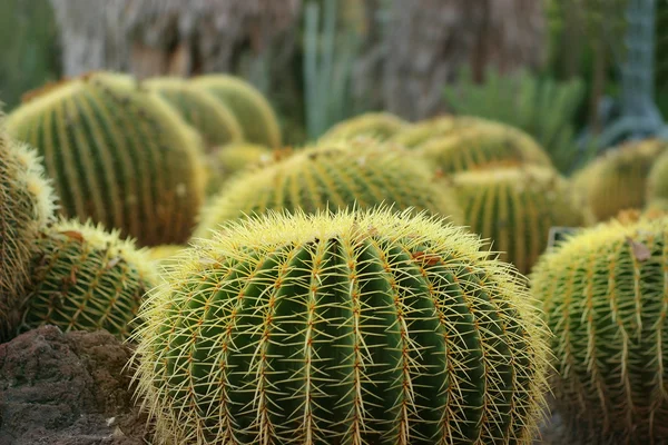Детальна фотографія кількох круглих кактусів — стокове фото