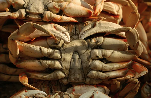 Crabs — Stock Photo, Image