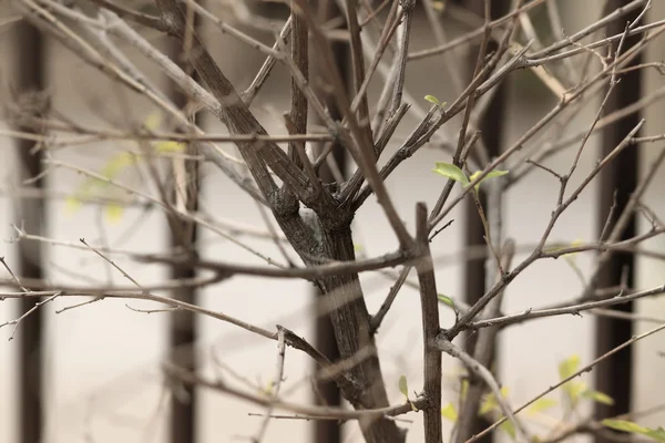 Stock image Branch abstract