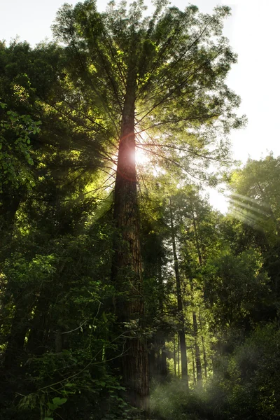 Утреннее дерево — стоковое фото