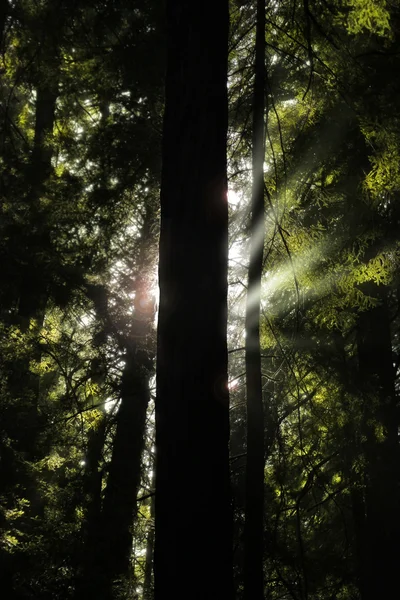 나무와 빛 — 스톡 사진