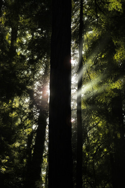 Fine art photo of a giant redwood tree with light rays behind