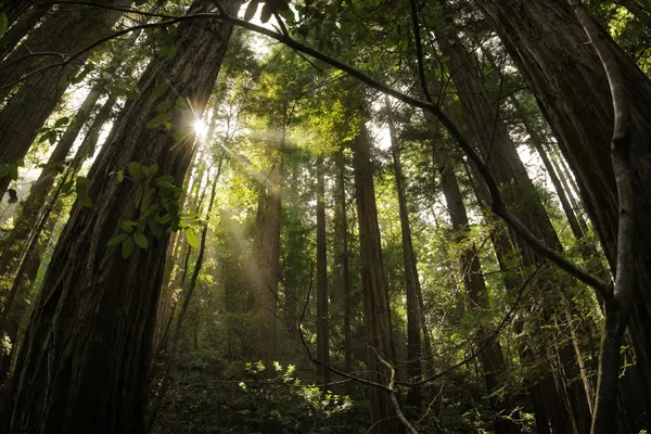 Hutan Redwood — Stok Foto
