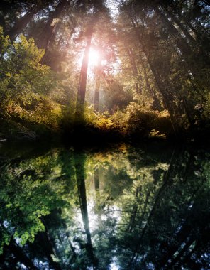 Forest reflection clipart