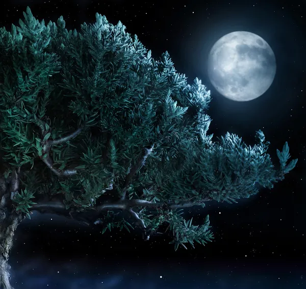 Träd och månen — Stockfoto