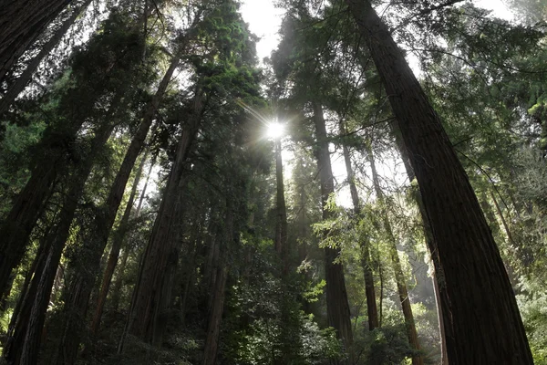 Redwood erdőben — Stock Fotó