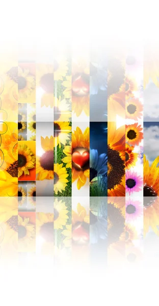 Sunflower collage — Stock Photo, Image