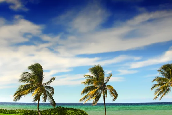 Palmiye ağaçları ve gökyüzü — Stok fotoğraf