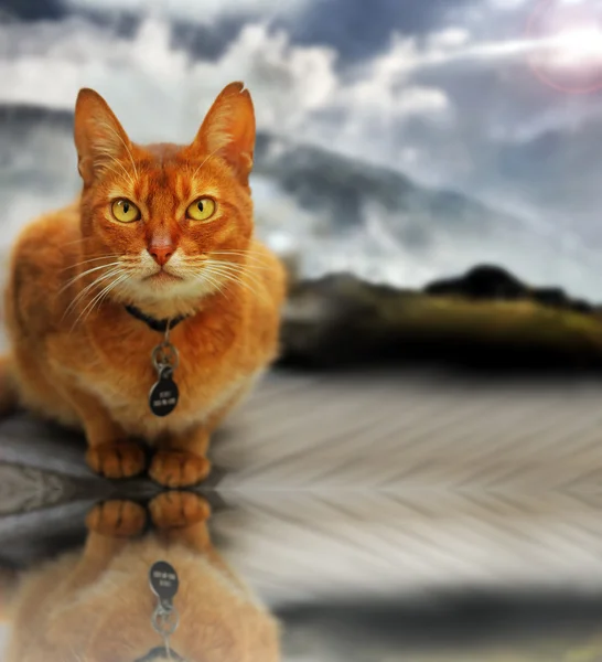 Kočka a obloha — Stock fotografie