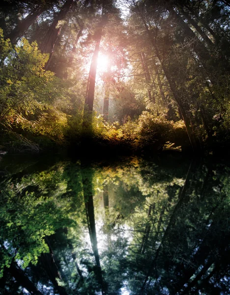 Forest reflection — Stock Photo, Image