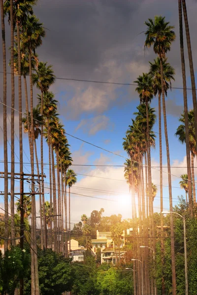 Palm trees on residential street — Stock Photo, Image