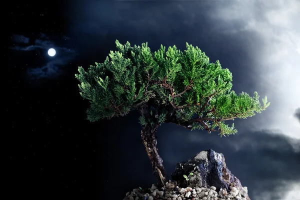 Árvore da noite solitária — Fotografia de Stock