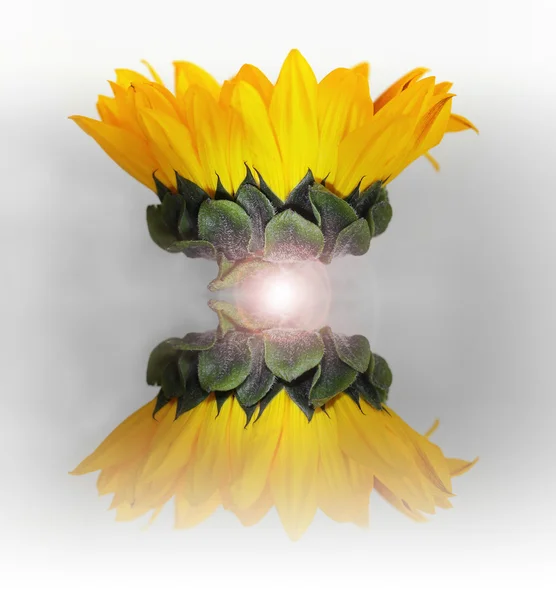 Abstract Sunflower — Stock Photo, Image