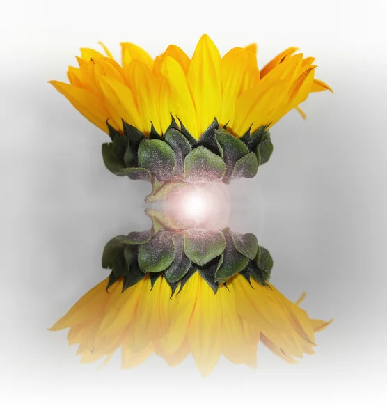 stock image Abstract Sunflower