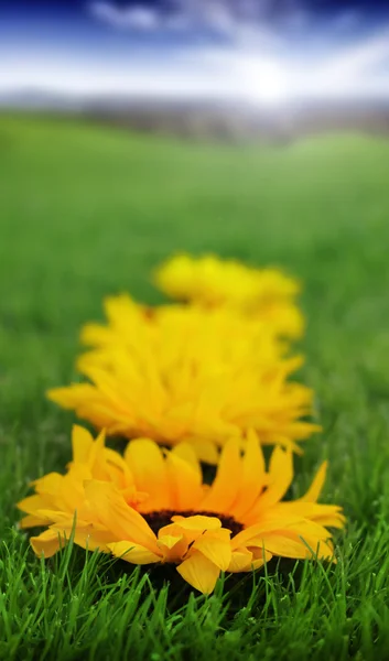 Lijn van zonnebloemen — Stockfoto