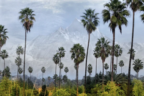 Palm trees and mountain — Stock Photo, Image