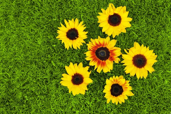 Sunflowers and grass — Stock Photo, Image