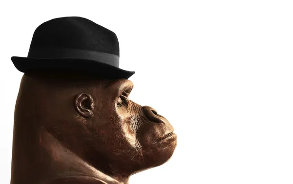 Gorilla med hatt – stockfoto