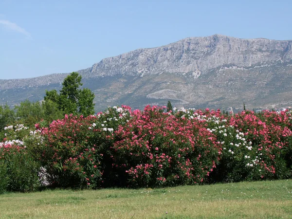 Split in Kroatien - Blick auf das KmbH stengebirge — Foto Stock