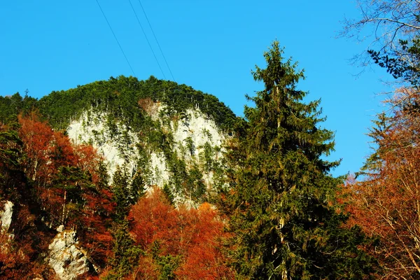 stock image Conifer the mountains and forests