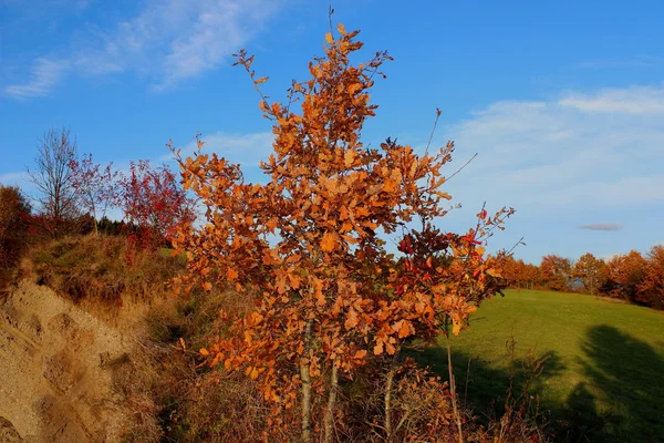 stock image Falling leaves gave a premonition of coming winter.