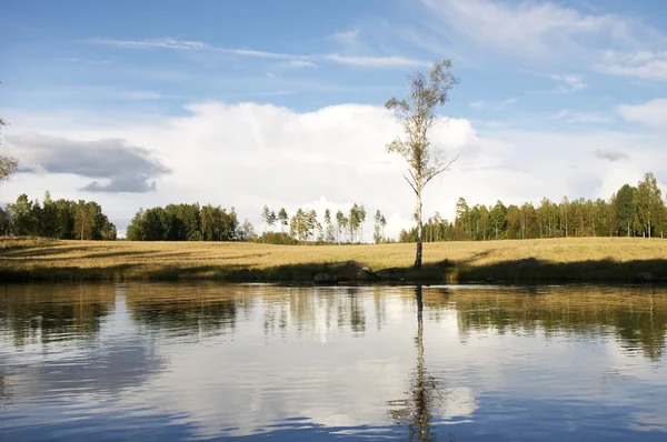 Дерево у озера — стоковое фото
