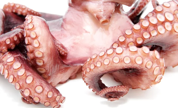 stock image Octopus