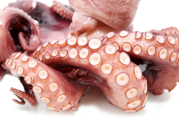 Chobotnice — Stock fotografie