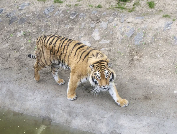 Африканський тигр — стокове фото